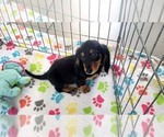 Small #7 Dachshund