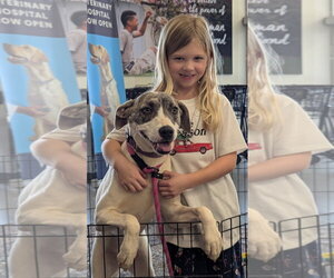 Labrador Retriever-Whippet Mix Dogs for adoption in Milner, GA, USA