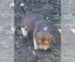 Puppy Puppy 4 Beagle
