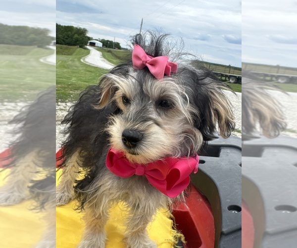 Medium Photo #10 Morkie Puppy For Sale in LANCASTER, MO, USA