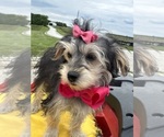 Small #9 Morkie