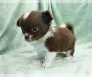 Chihuahua Puppy for sale in MUSKOGEE, OK, USA