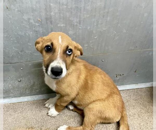 Medium Photo #1 German Shepherd Dog-Unknown Mix Puppy For Sale in HESPERIA, CA, USA