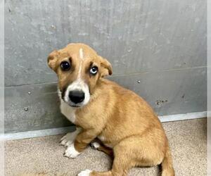 German Shepherd Dog-Unknown Mix Dogs for adoption in HESPERIA, CA, USA