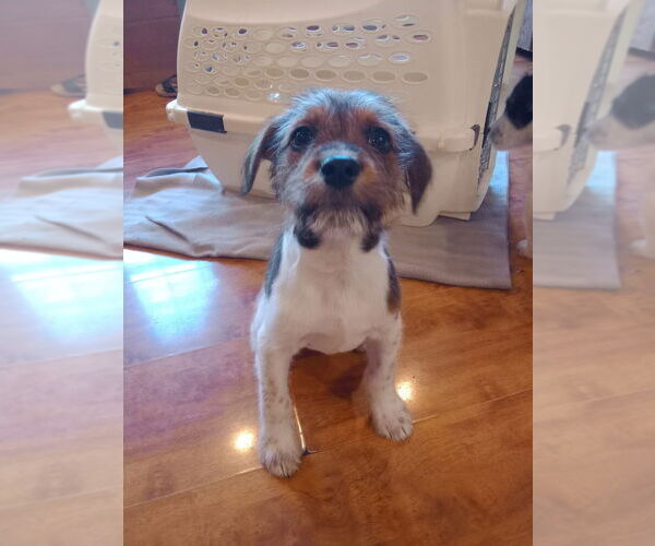 Medium Photo #4 Mutt Puppy For Sale in Evansville, IN, USA