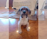 Small #3 Mutt