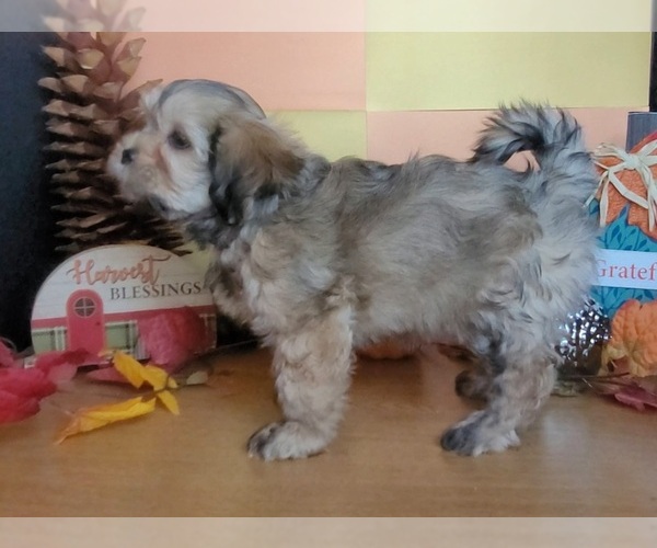 Medium Photo #5 Lhasa Apso Puppy For Sale in PHOENIX, AZ, USA