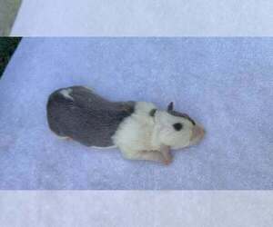 Medium Border Collie