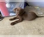 Small Photo #5 Labrador Retriever Puppy For Sale in ADAIRSVILLE, GA, USA