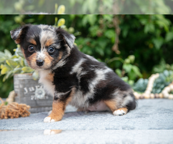 Medium Photo #2 Miniature Australian Shepherd Puppy For Sale in DELTA, PA, USA