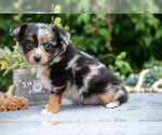 Small #1 Miniature Australian Shepherd