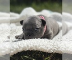 Puppy Bertie French Bulldog