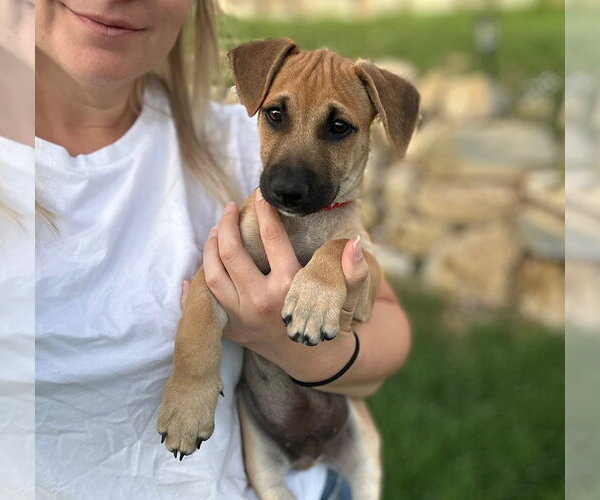 Medium Photo #12 Mutt Puppy For Sale in Sandy, UT, USA