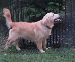 English Cream Golden Retriever Puppy for Sale in MECHANICSVILLE, Maryland USA