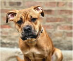 Small #4 Bull-Boxer