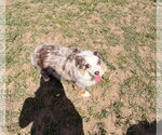 Small #2 Australian Shepherd Mix