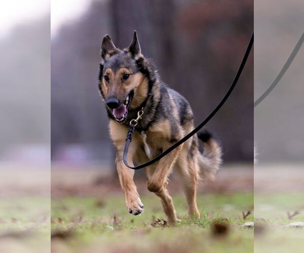 Medium Photo #6 Shollie Puppy For Sale in Munford, TN, USA