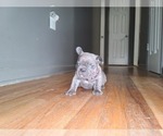 Small Photo #17 French Bulldog Puppy For Sale in PORT READING, NJ, USA