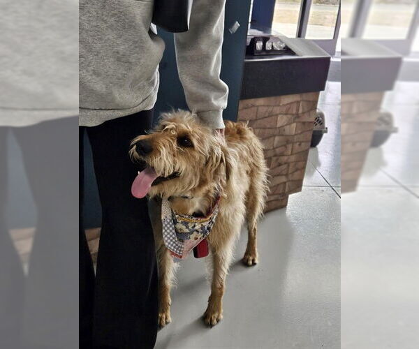 Medium Photo #1 Poodle (Standard)-Unknown Mix Puppy For Sale in Temple, TX, USA