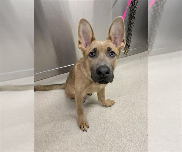 Medium Photo #1 German Shepherd Dog-Unknown Mix Puppy For Sale in Fairbanks, AK, USA