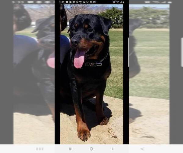 Medium Photo #2 Rottweiler Puppy For Sale in COLORADO SPRINGS, CO, USA