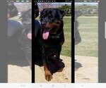 Small Photo #2 Rottweiler Puppy For Sale in COLORADO SPRINGS, CO, USA