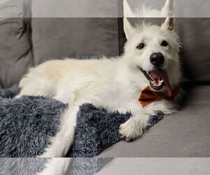 Polar - Male Mutt Dog for Adoption - Photo #14