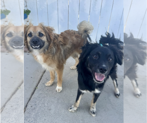 Rocco & Roxie - Male Colonial Cocker Spaniel-Unknown Mix Dog for Adoption - Photo #3