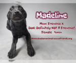Small French Bulldog Mix