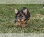 Small #1 Yorkshire Terrier