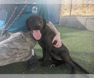 Dahlia - Female Labrador Retriever-Retriever  Mix Dog for Adoption - Photo #4