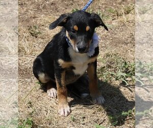Border Collie-Unknown Mix Dogs for adoption in Bandera, TX, USA
