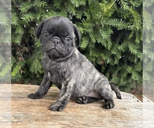 Pug Puppy for sale in MIDDLEBURY, IN, USA