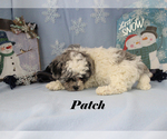 Small #14 Poodle (Toy)