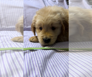 Golden Retriever Puppy for sale in SUN VALLEY, NV, USA