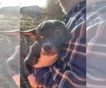 Small #21 French Bullhuahua