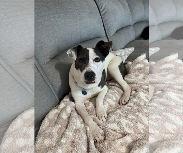Medium Photo #32 American Pit Bull Terrier-Unknown Mix Puppy For Sale in Germantown, OH, USA