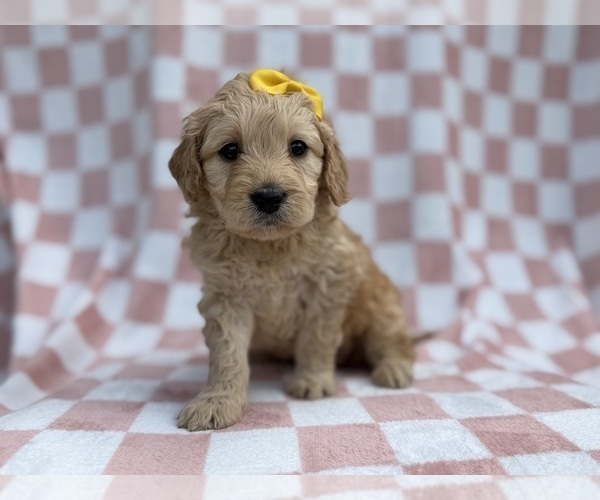 Medium Photo #7 Goldendoodle Puppy For Sale in LAKELAND, FL, USA