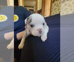 Puppy Blue Olde English Bulldogge