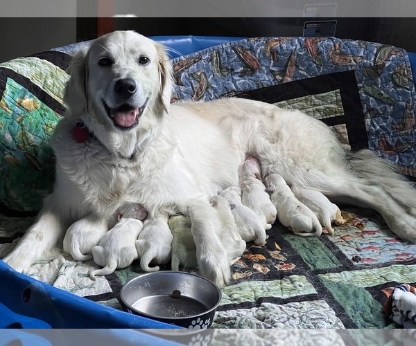 Medium Photo #9 English Cream Golden Retriever Puppy For Sale in WHITE SALMON, WA, USA