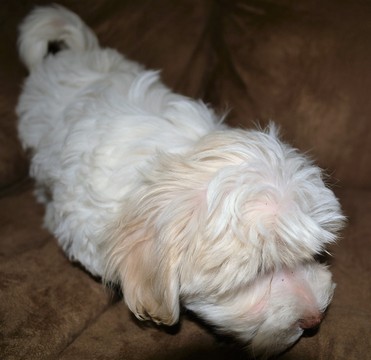 Medium Photo #1 Maltipoo Puppy For Sale in JASPER, GA, USA