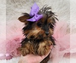 Small #1 Yorkshire Terrier