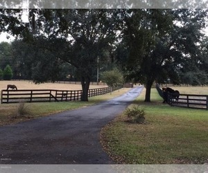 Doberman Pinscher Puppy for sale in MORRISTON, FL, USA