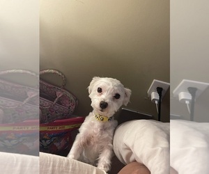 Father of the Maltese puppies born on 05/25/2025