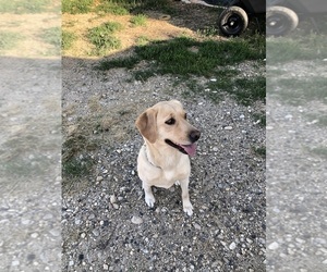 Mother of the Labrador Retriever puppies born on 01/26/2026