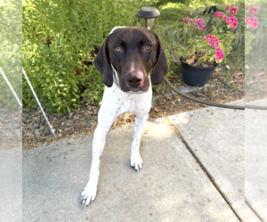 German Shorthaired Pointer Dogs for adoption in Menlo Park, CA, USA