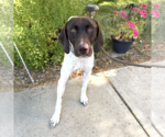 Small German Shorthaired Pointer