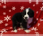 Small #5 Miniature Australian Shepherd