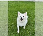 Small #18 Pomeranian Mix