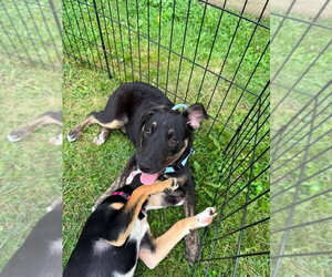 Mountain Cur-Unknown Mix Dogs for adoption in Germantown, OH, USA